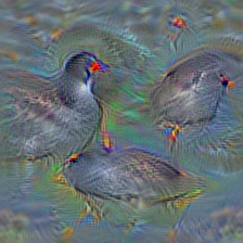 n02017213 European gallinule, Porphyrio porphyrio
